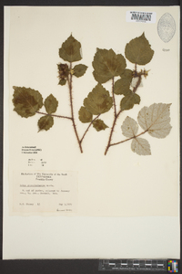 Rubus phoenicolasius image