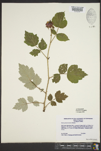 Rubus phoenicolasius image