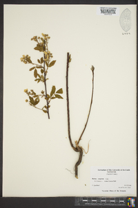 Rubus argutus image