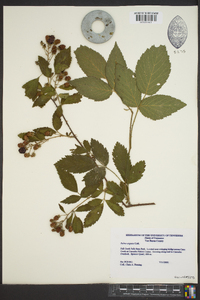 Rubus argutus image