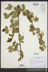 Rubus argutus image