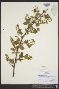 Rubus argutus image