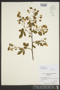 Rubus argutus image