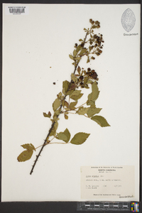 Rubus argutus image