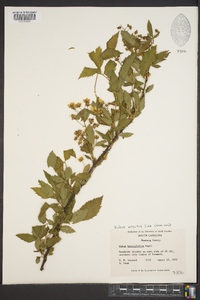 Rubus argutus image