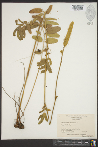 Sanguisorba canadensis image