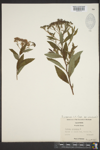 Spiraea japonica image