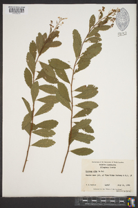 Spiraea alba image