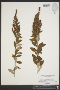 Spiraea tomentosa image