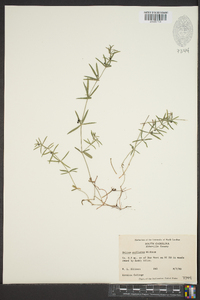 Galium uniflorum image