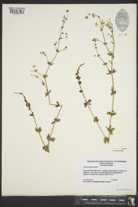 Galium pilosum image