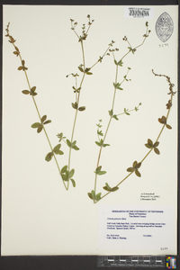 Galium pilosum image