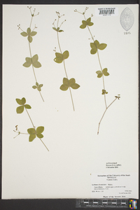 Galium circaezans image