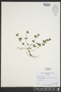 Galium circaezans image