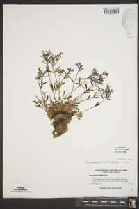 Houstonia canadensis image