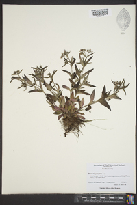 Houstonia purpurea image