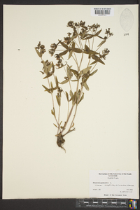 Houstonia purpurea image