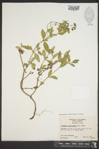 Richardia brasiliensis image