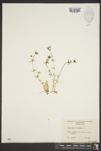 Sherardia arvensis image