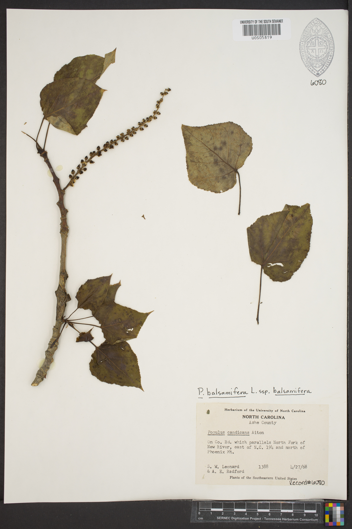 Populus balsamifera subsp. balsamifera image