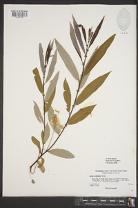 Salix caroliniana image