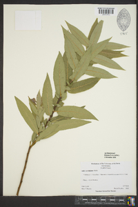 Salix caroliniana image