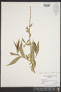 Salix x salamonii image