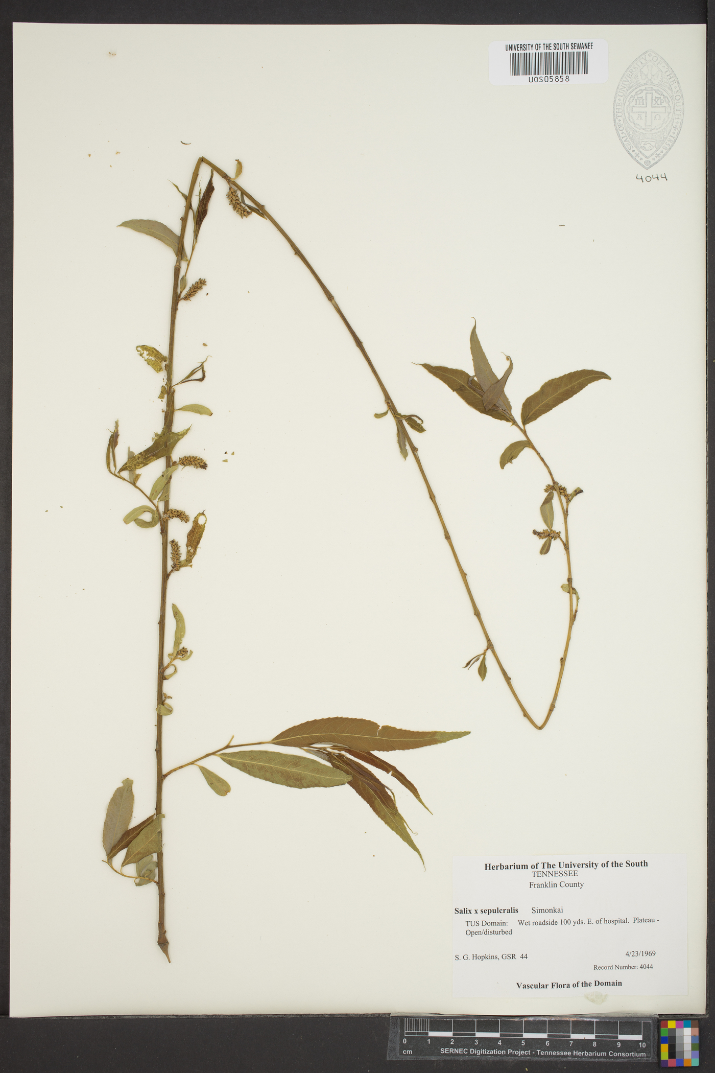 Salix x salamonii image