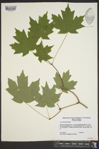 Acer leucoderme image