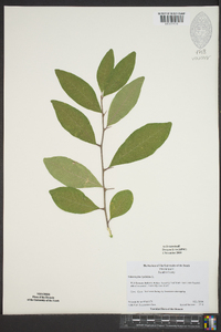 Sideroxylon lycioides image