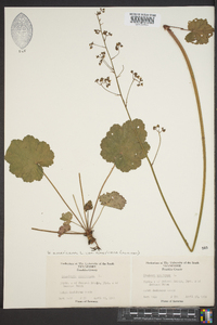 Heuchera americana image