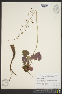 Heuchera americana image