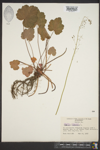 Heuchera americana image