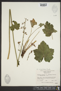 Heuchera longiflora image