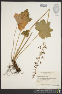 Heuchera pubescens image