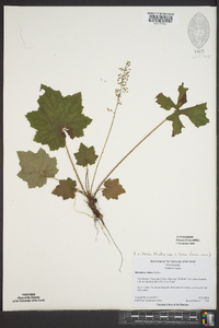 Heuchera villosa var. villosa image