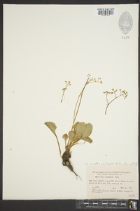 Saxifraga careyana image