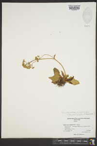 Micranthes virginiensis image