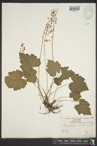 Tiarella cordifolia image