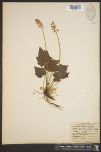 Tiarella cordifolia image