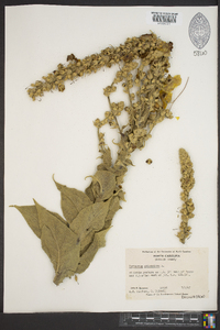 Verbascum phlomoides image