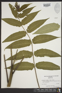 Ailanthus altissima image