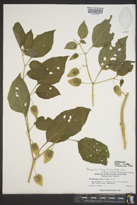 Physalis longifolia image