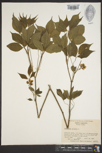 Staphylea trifolia image