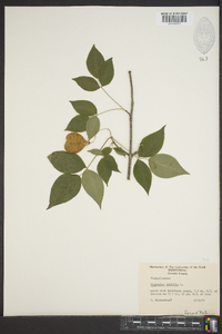 Staphylea trifolia image