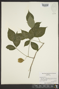 Staphylea trifolia image