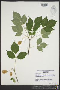 Staphylea trifolia image