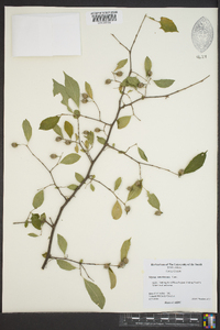 Styrax americanus image