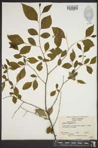 Styrax americanus image