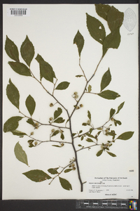 Styrax americanus image